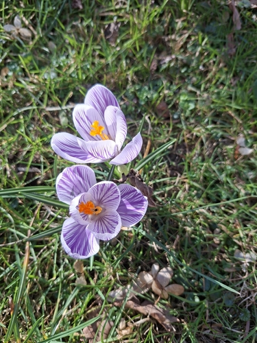 Crocus neapolitanus (spring crocus)
