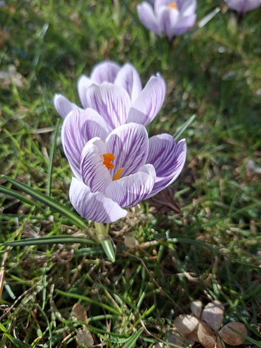 Crocus neapolitanus (spring crocus)