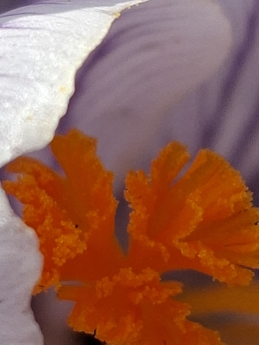 Crocus neapolitanus (spring crocus)