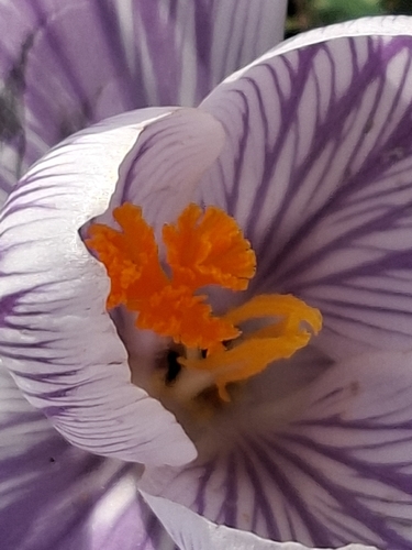 Crocus neapolitanus (spring crocus)