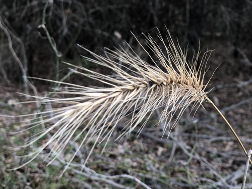 Elymus canadensis (Canada wild rye)