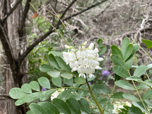 Dermatophyllum secundiflorum (Texas mountain laurel) (alternate view 10)