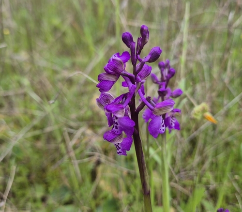 Anacamptis morio (green-winged orchid)