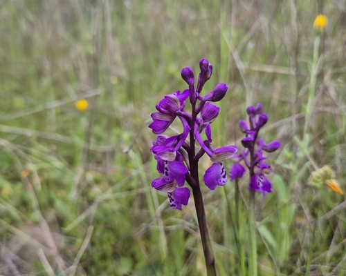 Anacamptis morio (green-winged orchid)