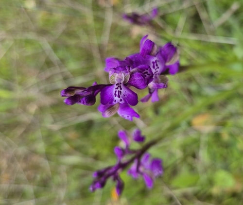 Anacamptis morio (green-winged orchid)