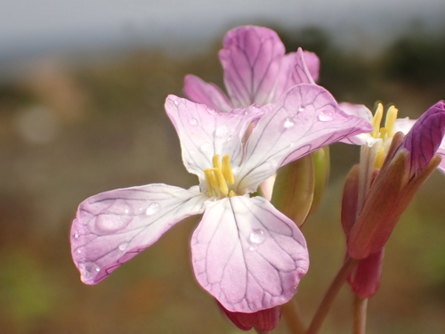 Raphanus raphanistrum (Wild radish)