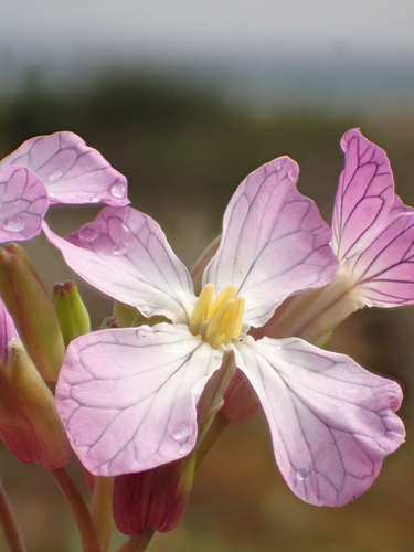 Raphanus raphanistrum (Wild radish)