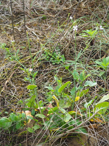 Raphanus raphanistrum (Wild radish)