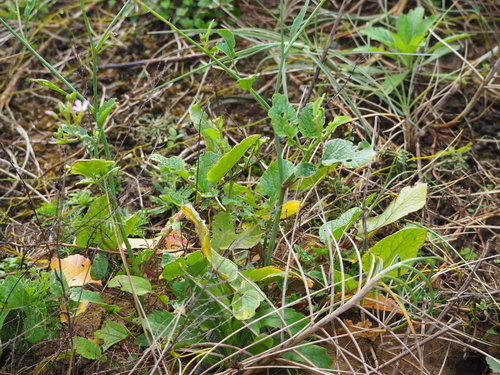 Raphanus raphanistrum (Wild radish)
