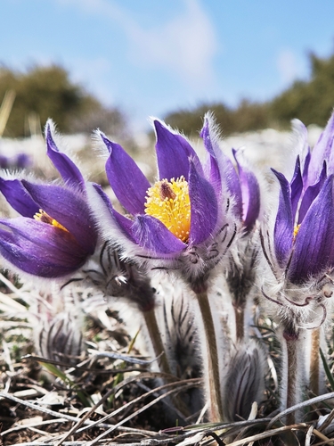 Pulsatilla (pasqueflowers) (alternate view 6)