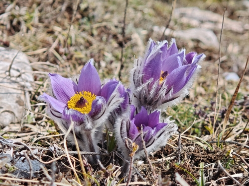 Pulsatilla (pasqueflowers) (alternate view 7)