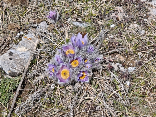 Pulsatilla (pasqueflowers) (alternate view 8)