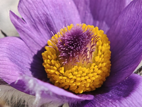 Pulsatilla (pasqueflowers) (alternate view 9)