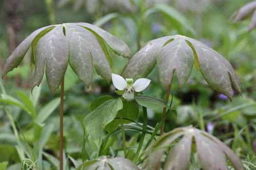 Trillium flexipes (drooping trillium) (alternate view 5)