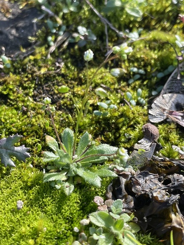 Draba verna (Common Whitlowgrass)