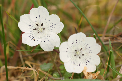 Nemophila menziesii (Menzies' baby blue eyes) (alternate view 5)