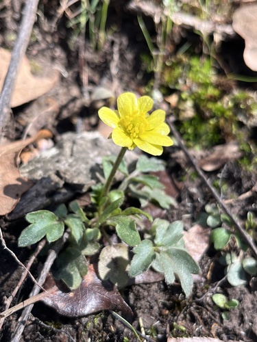 Ranunculus fascicularis (Early Buttercup) (alternate view 8)