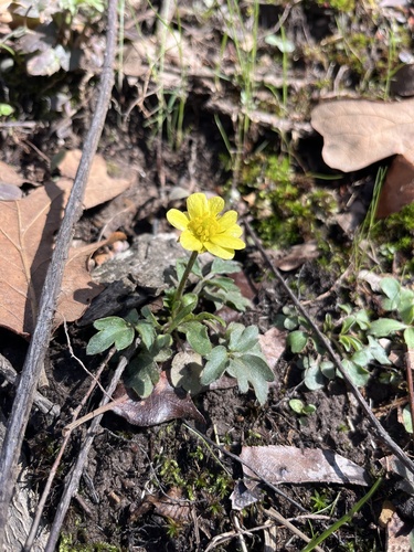Ranunculus fascicularis (Early Buttercup) (alternate view 9)