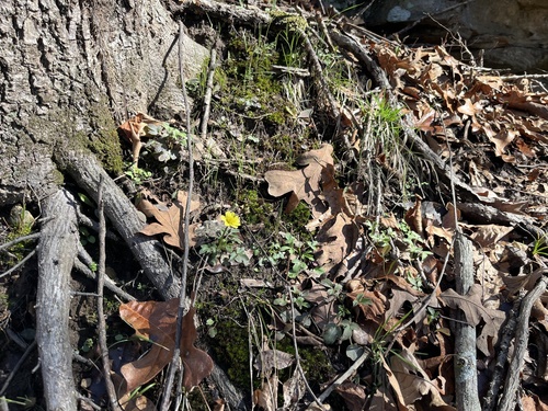 Ranunculus fascicularis (Early Buttercup) (alternate view 10)