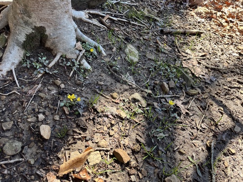 Ranunculus fascicularis (Early Buttercup) (alternate view 11)