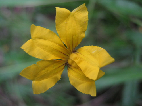 Goodenia geniculata (Bent Goodenia)