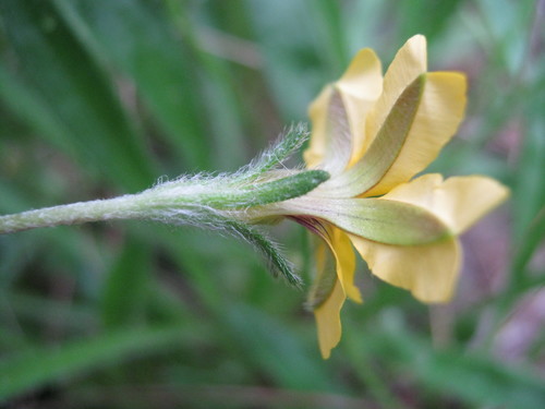 Goodenia geniculata (Bent Goodenia) (alternate view 2)