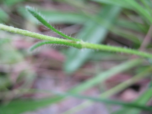 Goodenia geniculata (Bent Goodenia) (alternate view 3)