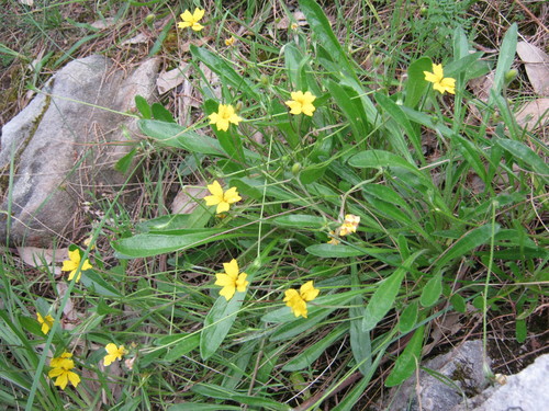 Goodenia geniculata (Bent Goodenia) (alternate view 4)