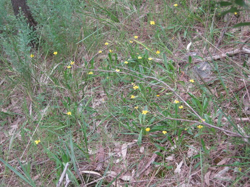 Goodenia geniculata (Bent Goodenia) (alternate view 5)