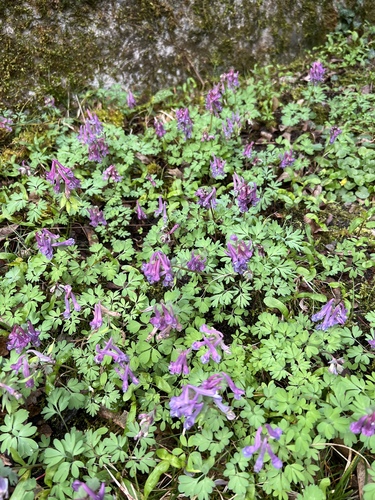 Corydalis solida (Bird-in-a-bush)