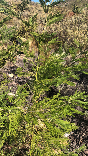 Acacia mearnsii (black wattle) (alternate view 9)