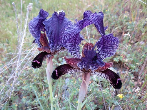 Iris paradoxa (paradoxical iris)