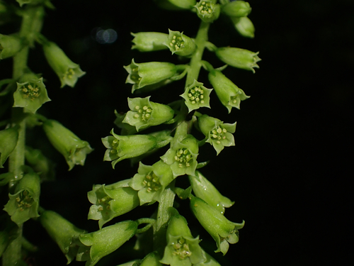 Umbilicus rupestris (Wall Pennywort)