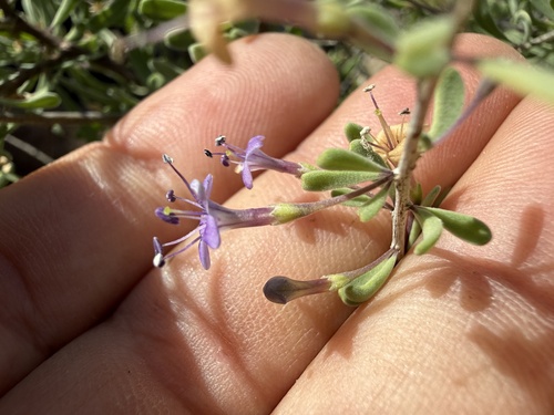 Lycium andersonii (Anderson Thornbush) (alternate view 2)