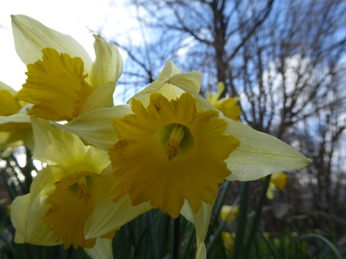 Narcissus pseudonarcissus (wild daffodil)