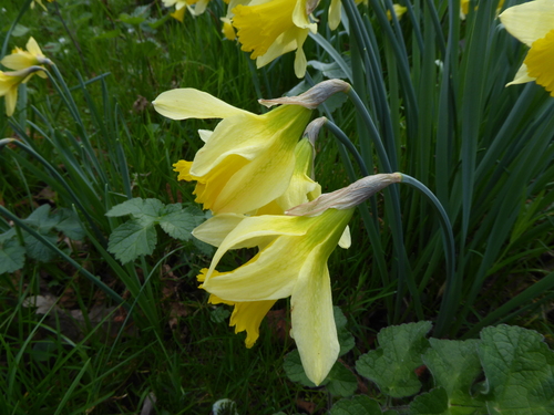 Narcissus pseudonarcissus (wild daffodil)