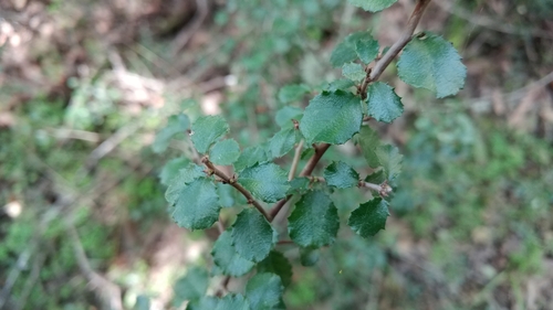 Rhamnus crocea (Redberry Buckthorn) (alternate view 10)