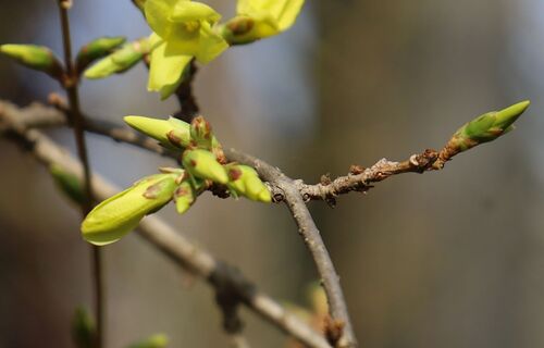 Forsythia (Forsythias) (alternate view 4)