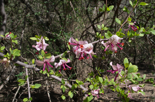 Bougainvillea (bougainvilleas) (alternate view 5)