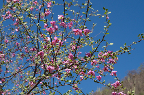 Bougainvillea (bougainvilleas) (alternate view 6)