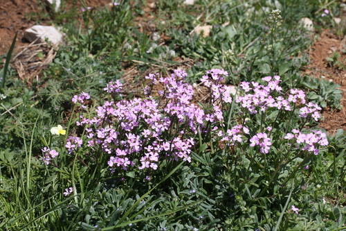 Aubrieta deltoidea (purple rock cress)