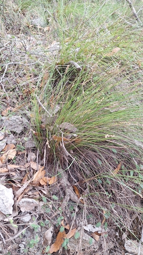 Lepidosperma semiteres (Wire rapier-sedge) (alternate view 5)