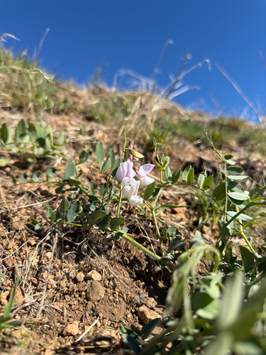 Lathyrus vestitus (Pacific pea) (alternate view 2)