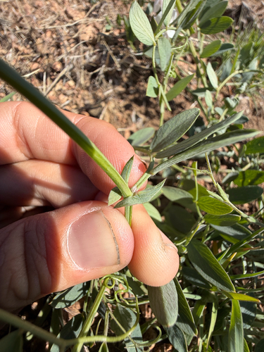 Lathyrus vestitus (Pacific pea) (alternate view 5)
