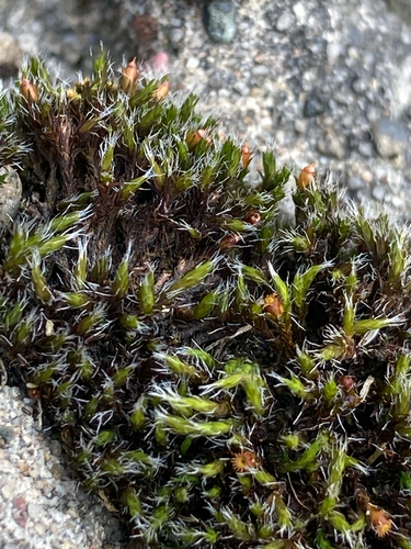 Schistidium crassipilum (Thickpoint Bloom Moss)