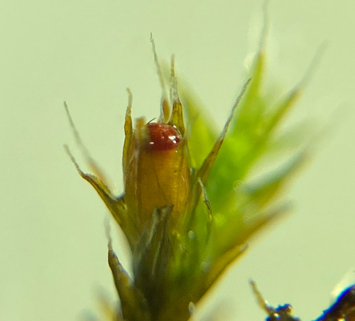 Schistidium crassipilum (Thickpoint Bloom Moss)