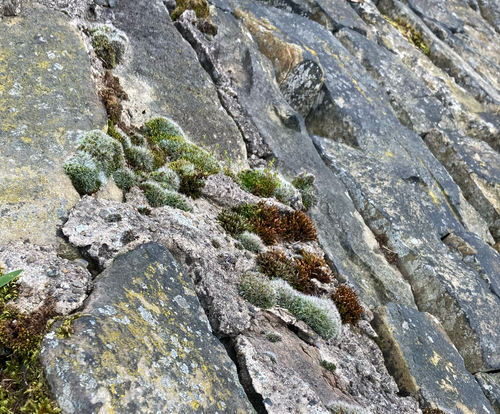 Schistidium crassipilum (Thickpoint Bloom Moss)