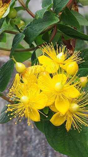 Hypericum androsaemum (Tutsan)
