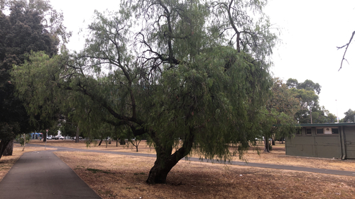 Schinus areira (Peppercorn Tree) (alternate view 4)