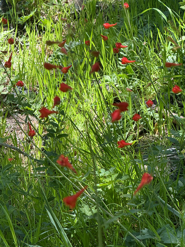 Delphinium nudicaule (Red larkspur)